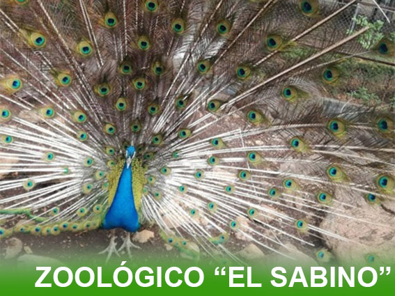 animales-zoologico-sabino-uruapan
