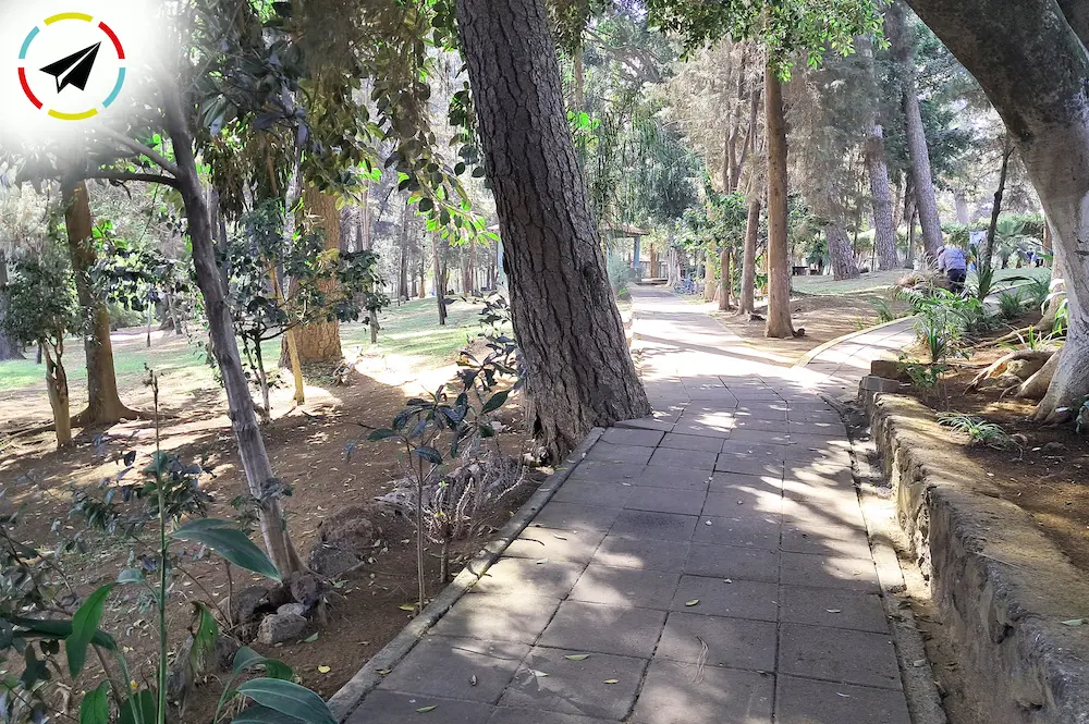 sendero dentro de la pinera en Uruapan, para caminar o correr y respirar aire puro