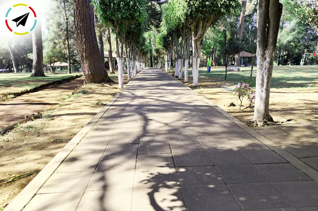 sendero dentro de la pinera en Uruapan, para caminar o correr